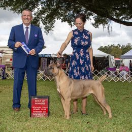 Alice - Cane Corso
