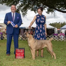 Alice - Cane Corso