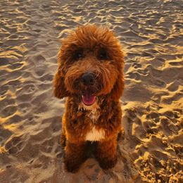 Ruby - Australian Labradoodle