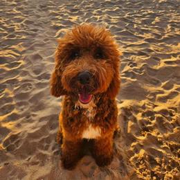 Ruby - Australian Labradoodle
