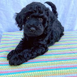 Aussiedoodle, Australian Shepherd, Bernedoodle, Cockapoo, and Poodle Puppies from Sis' Doodles & Poodles