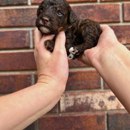 Olaf - Brown and white male Bernedoodle puppy in Owasso, Oklahoma from Kallams Bernedoodles & Bernese Mountain Dogs