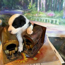 Jewel - Black & white female Australian Shepherd puppy in Baker, Florida from Dubose Kennels