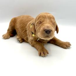 Sprite - Cream male Goldendoodle puppy in Mount Pleasant, Tennessee from Doodle My Heart