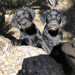 Labrador Retriever Puppies from Rim Country Labradors