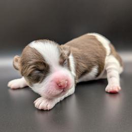 Hot Fudge Sundae - Chocolate male Havanese puppy in Marysville, Ohio from Sweet Confections Havanese