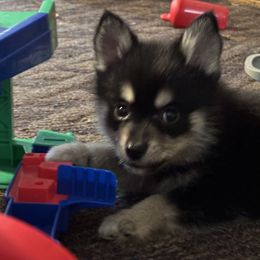 Rosco - Black male Pomsky puppy in Barryton, Michigan from JHS Pomsky