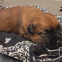Zeke - Wheaten male Soft Coated Wheaten Terrier puppy in Gladewater, Texas from Felicias Swheaties
