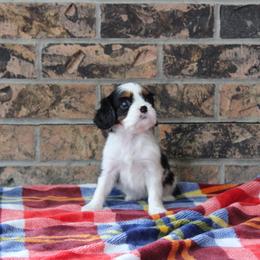 S-more - Tri-color female Cavalier King Charles Spaniel puppy in Hays, Kansas from Pinehurst Cavalier's