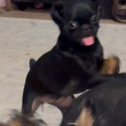 Black, smooth girl - Black and tan female Brussels Griffon puppy in Arizona from Melody Lane Brussels Griffons