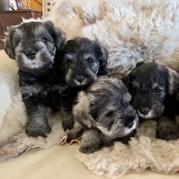 Miniature Schnauzer Puppies from Riversong Miniature Schnauzers