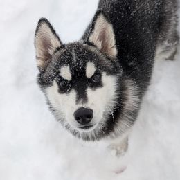 Kestrel - Black and white male Siberian Husky puppy in Webster City, Iowa from Kaleidoscope