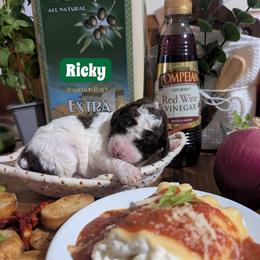Ricky - Brown and white male Sheepadoodle puppy in Berwick, Pennsylvania from Wright’s Wiggle Butts