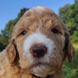 Silver Collar (Blue Eyes) - Apricot female Goldendoodle puppy in Willow Springs, Missouri from Todd Family Homestead
