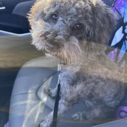 Noble - Brown male Schnoodle puppy in Columbia, South Carolina from DM Schnoodles and schnauzers