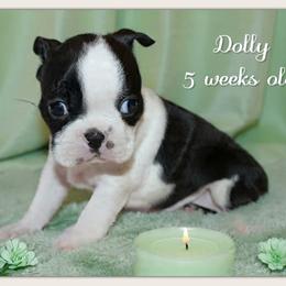 Girl 2-Dolly - Black and white female Boston Terrier puppy in North Central, Vermont from Windy Valley’s Bostons