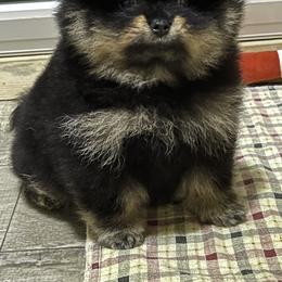 Pomeranian Puppies from Silver’s Reigning Heir Poms
