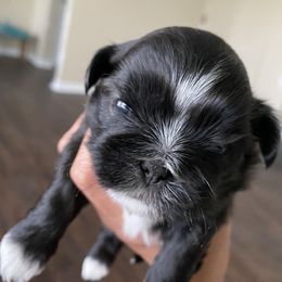 Boy 3 - Black and white Shih Tzu puppy in Palm Bay, Florida from Liza's Shih Tzus