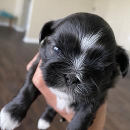 Boy 3 - Black and white Shih Tzu puppy in Palm Bay, Florida from Liza's Shih Tzus