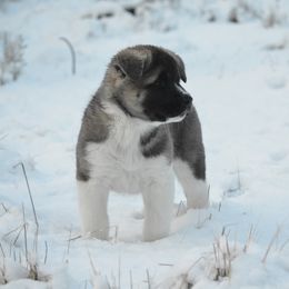 Belle - Silver female Akita puppy in California from Kawela Akitas
