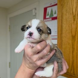 Girl 1 - Red female Pembroke Welsh Corgi puppy in San Diego, California from San Diego Corgis