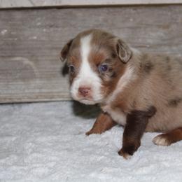 Ariel - Red merle female Miniature Australian Shepherd puppy in Paris, Texas from Kuttin’ Up Mini Aussies