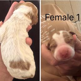 Girl 1 - Orange and white female Brittany puppy in Shinnston, West Virginia from Brookfield Farm Brittanys LLC