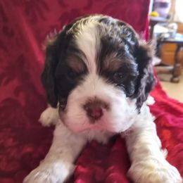 Cocker Spaniel Puppies from Sherrye's Cocker Spaniels