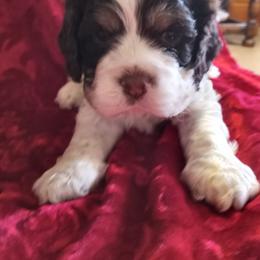 Cocker Spaniel Puppies from Sherrye's Cocker Spaniels