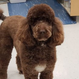 Muddy - Australian Labradoodle