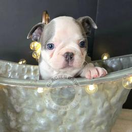 Girl 2 - female Boston Terrier puppy in Columbia Falls, Montana from Glacier Bark Boston Terriers
