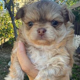 Rudolph - Chocolate and tan male Chihuahua puppy in Citrus Heights, California from Golden State Chihuahuas