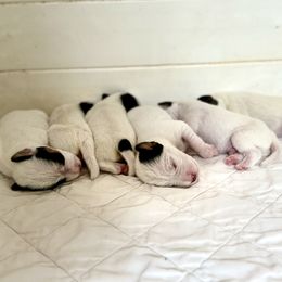 Parson Russell Terrier Puppies from Deep Creek Welsh Farm