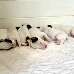 Parson Russell Terrier Puppies from Deep Creek Welsh Farm