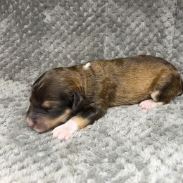 Boy 2 - Red male Aussiedoodle puppy in Alabama from SBA Aussies
