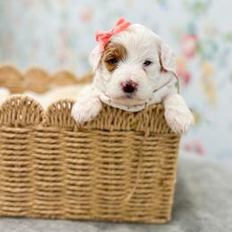 Coconut - Parti female Goldendoodle puppy in Sulphur, Louisiana from Curly Q’s Of Carlyss