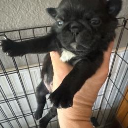 Girl 2 - Black female Pug puppy in Olivia, Minnesota from Holland Pugs