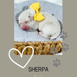 5th Pick Female. - Labrador Retriever puppy from Bohlken Labradors