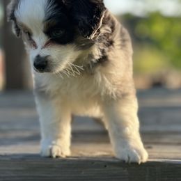 Tulip - Blue merle Miniature Australian Shepherd puppy in Doddridge, Arkansas from Huddleston Farm