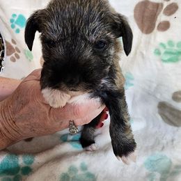 Miniature Schnauzer Puppies from Sweet Home Schnauzers