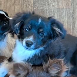 Davy - Black tri male Toy Australian Shepherd puppy in Bly, Oregon from Rockin AC Toy Aussies