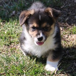 Pembroke Welsh Corgi Puppies from Dragonfly Corgis