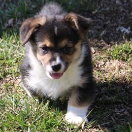 Pembroke Welsh Corgi Puppies from Dragonfly Corgis