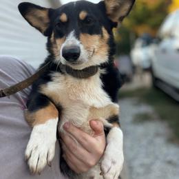 Pembroke Welsh Corgi puppies from The Grooming Barn LLC/ Wet Dog Ranch