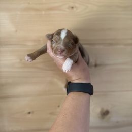Chase - Red merle male Toy Australian Shepherd puppy in Steelville, Missouri from Rafter 7E Aussies