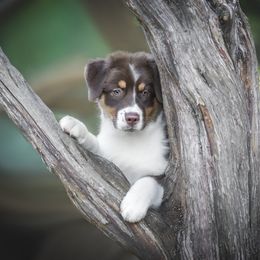 Australian Shepherd Puppies from Cloverdale Australian Shepherds
