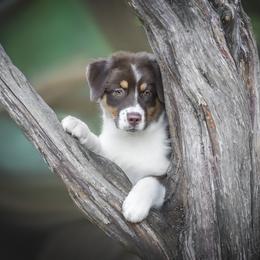Australian Shepherd Puppies from Cloverdale Australian Shepherds