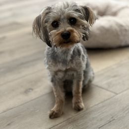 Nova - Yorkshire Terrier