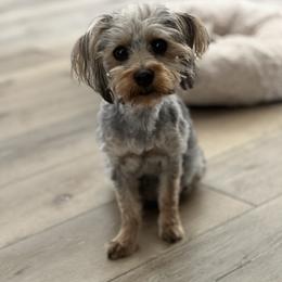 Nova - Yorkshire Terrier