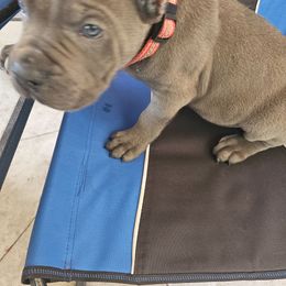 3 - Gray male Cane Corso puppy in Dunnellon, Florida from Touch of Spice Kennels